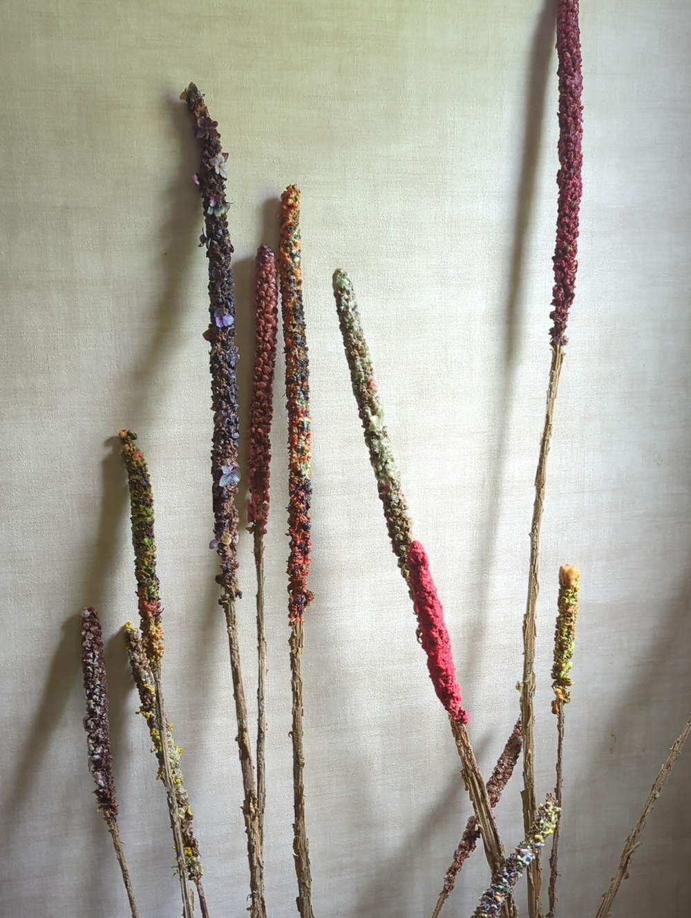 Witch's Candles Decorative Dried MULLEIN Flower Stems - Multicolor